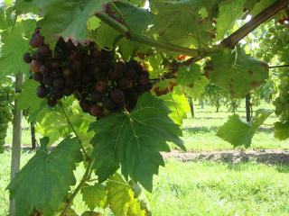 2009 - Britzer Weingut, Koppelweg 70, 12347 Berlin