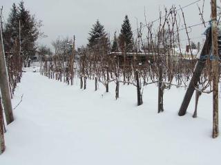 2009 - Britzer Weingut, Koppelweg 70, 12347 Berlin