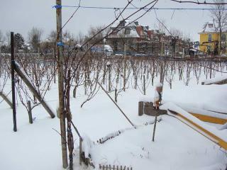 2009 - Britzer Weingut, Koppelweg 70, 12347 Berlin