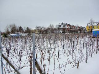 2009 - Britzer Weingut, Koppelweg 70, 12347 Berlin