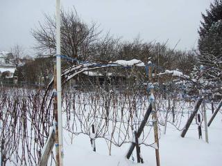 2009 - Britzer Weingut, Koppelweg 70, 12347 Berlin