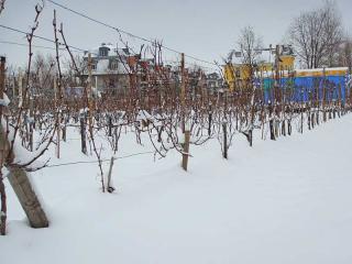 2009 - Britzer Weingut, Koppelweg 70, 12347 Berlin