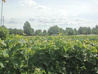 2009 - Britzer Weingut, Koppelweg 70, 12347 Berlin